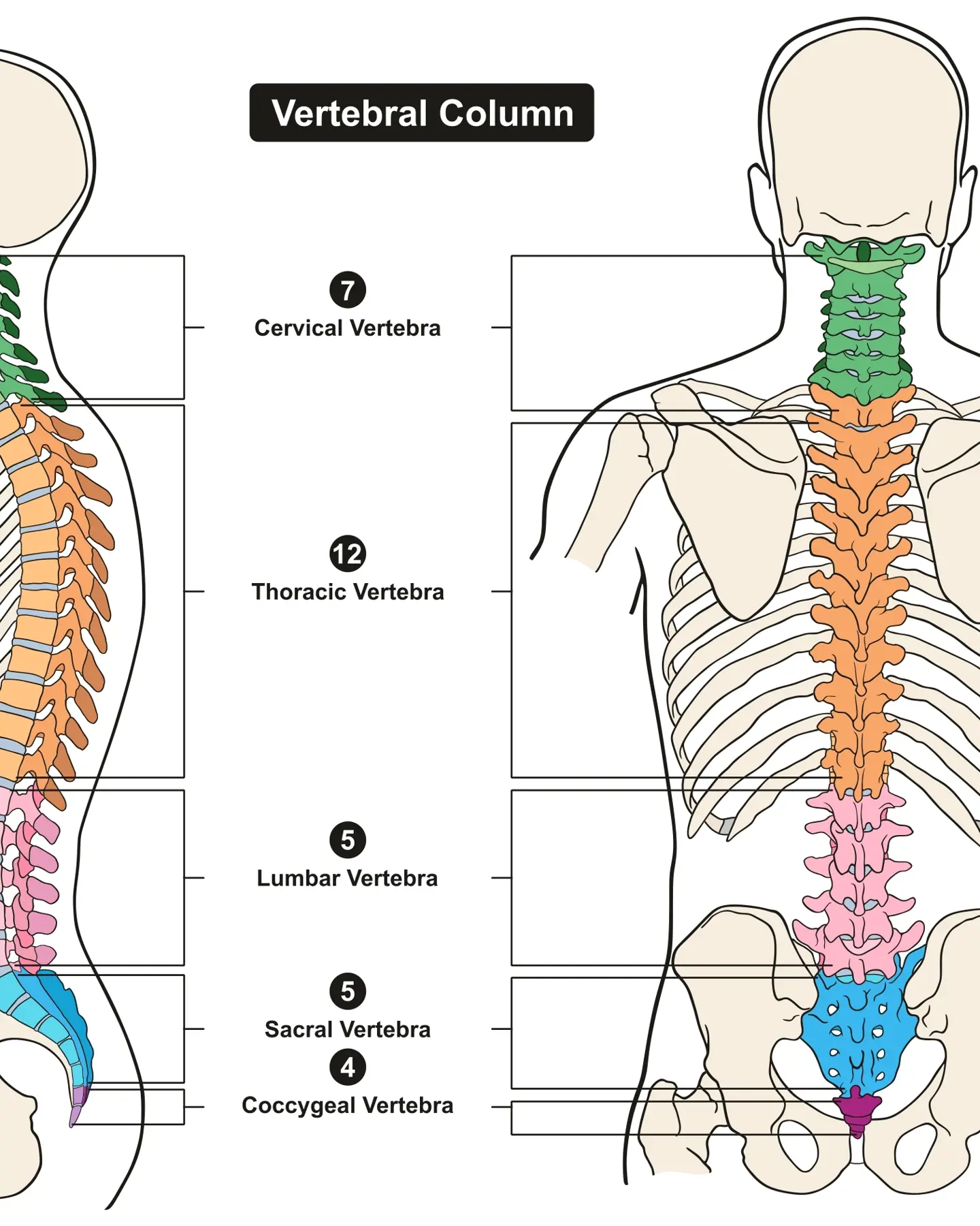 Human Body Spine Diagram